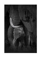 Newborn Elephant With Mother | Gör en egen poster