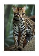 Wildcat In Nature | Gör en egen poster