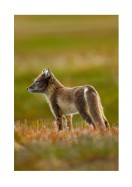 Arctic Fox In The Wild | Gör en egen poster