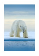 Polar Bear In The Wild | Gör en egen poster